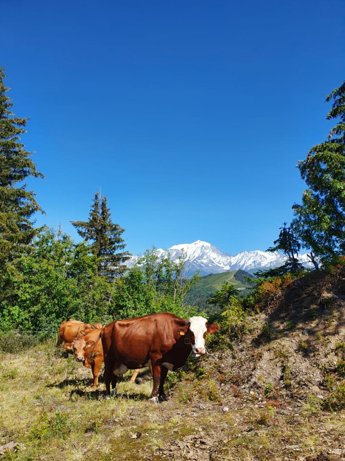 Appartement La Duchere Le Plan-La Giettaz Massif Des Aravis Exterior foto